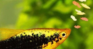 Balığa çok yem verilirse ne olur?